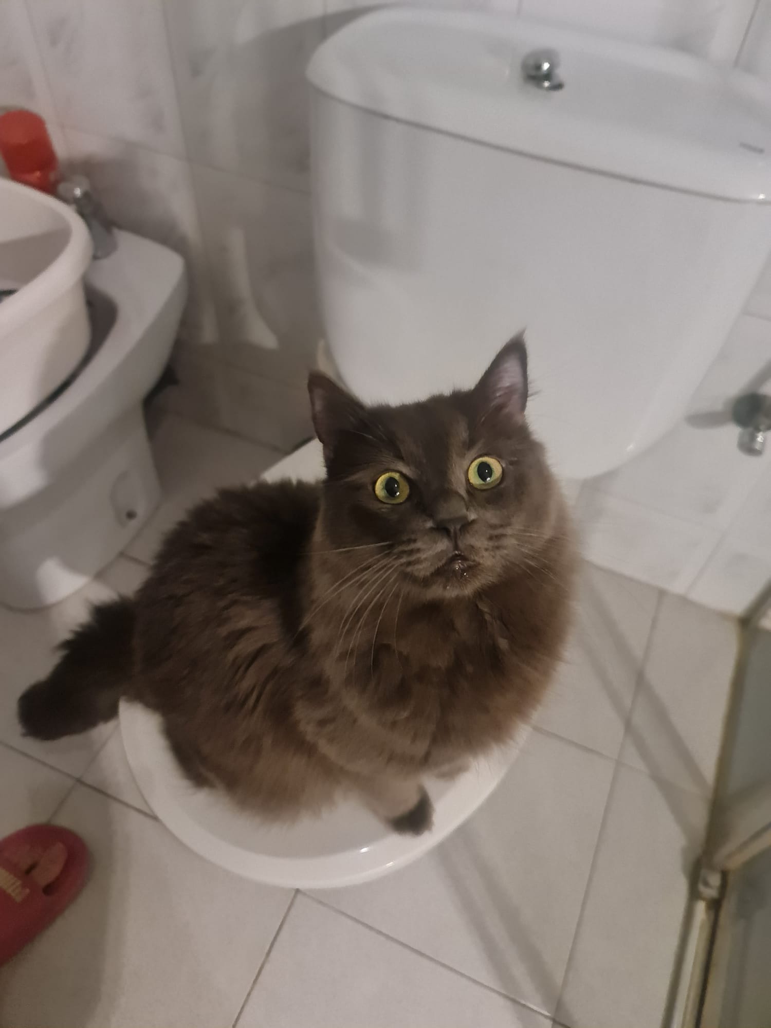 British Longhair Cat