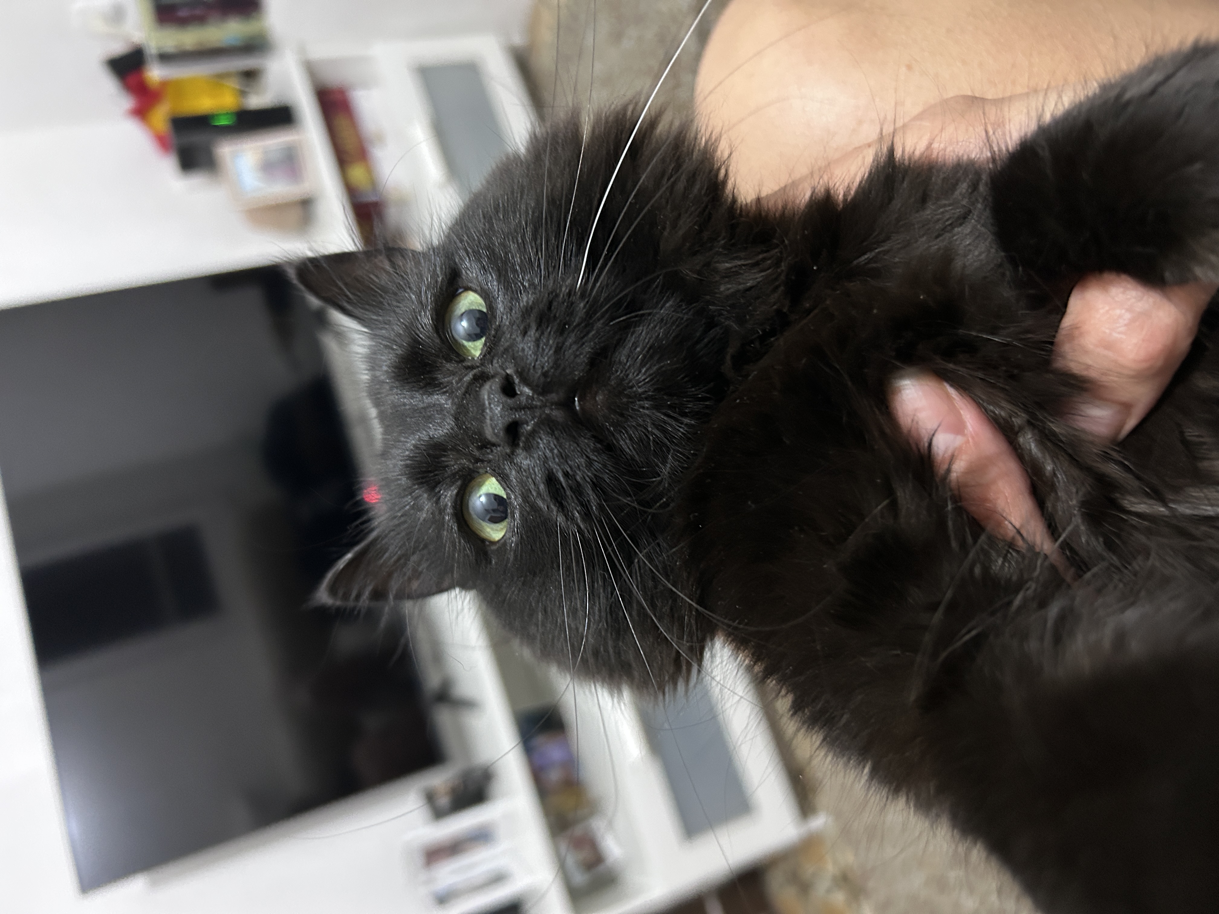 Ninu - British Longhair Parent