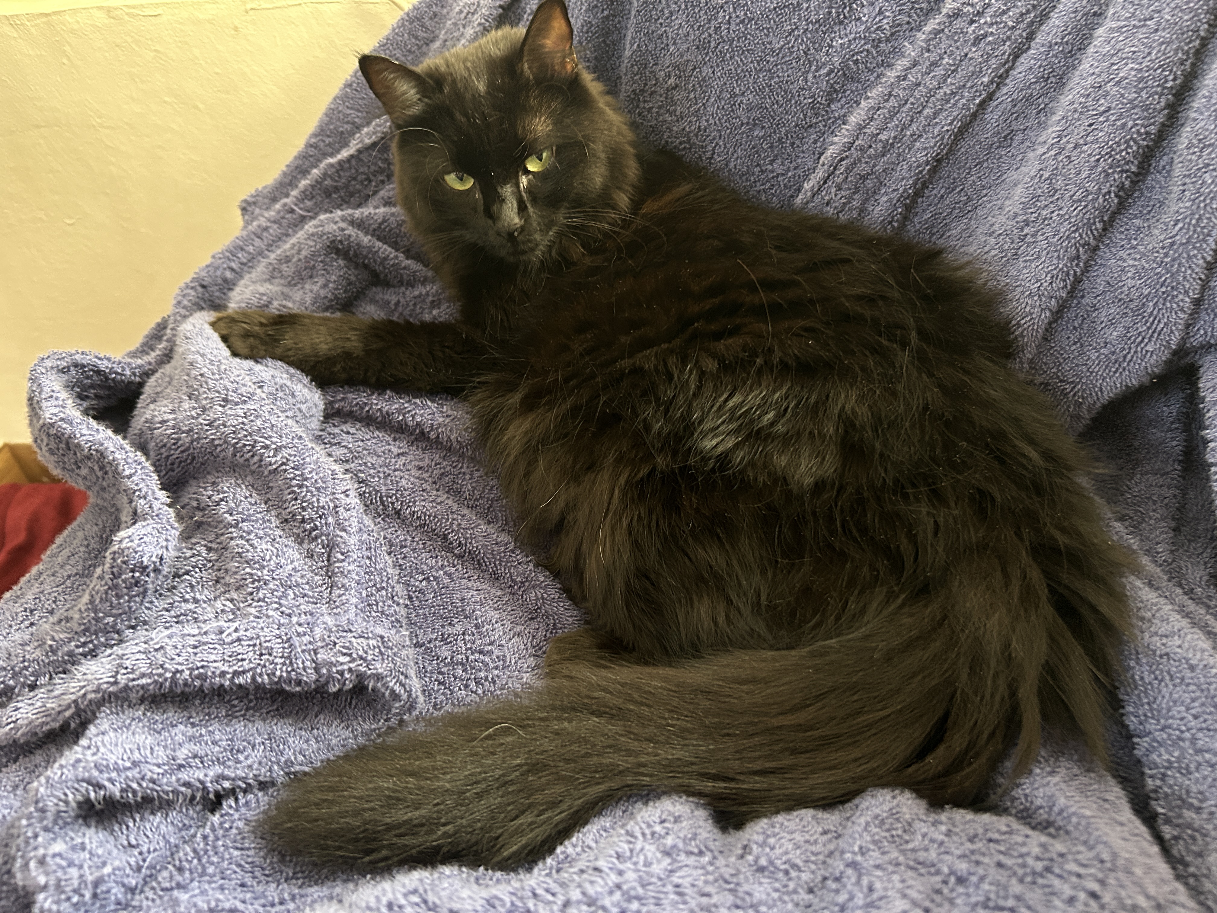 British Longhair Cat