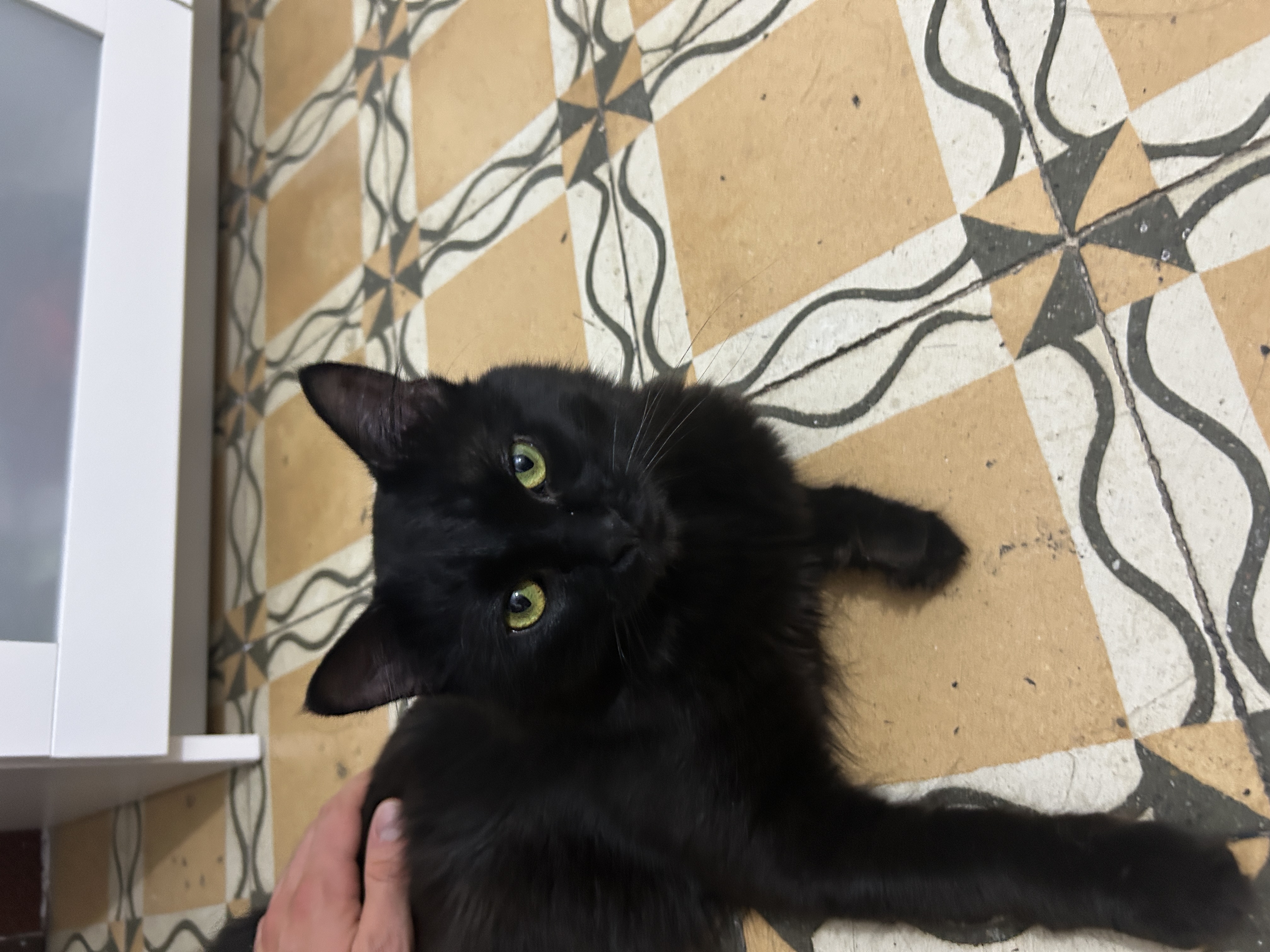 Salem - British Longhair Parent